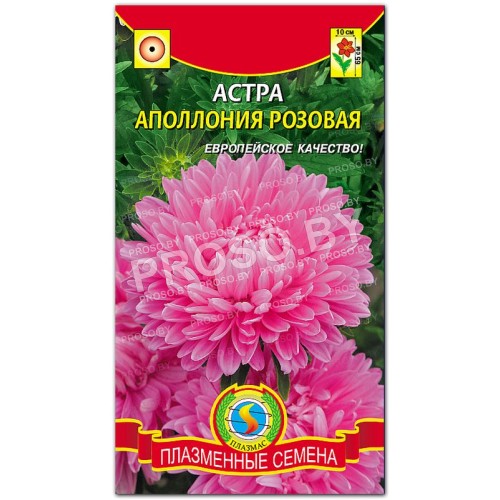 Астра Аполлония розовая