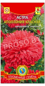 Астра Аполлония красная