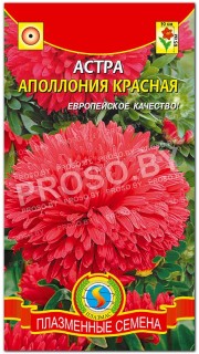 Астра Аполлония красная