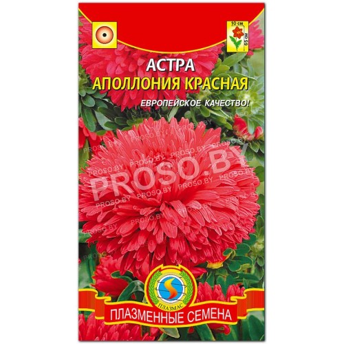 Астра Аполлония красная