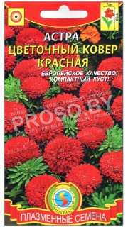 Астра Цветочный ковер красная