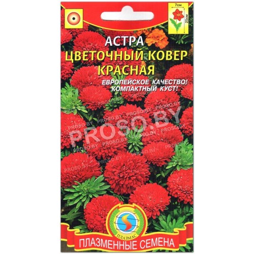 Астра Цветочный ковер красная