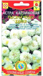 Астра карликовая Тысяча чудес, белая