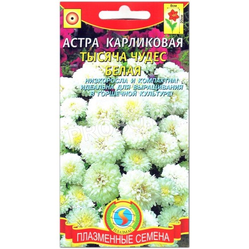 Астра карликовая Тысяча чудес, белая