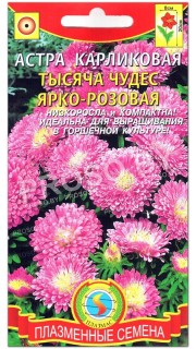 Астра карликовая Тысяча чудес, ярко-розовая