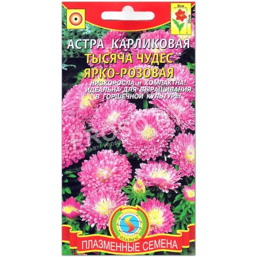 Астра карликовая Тысяча чудес, ярко-розовая