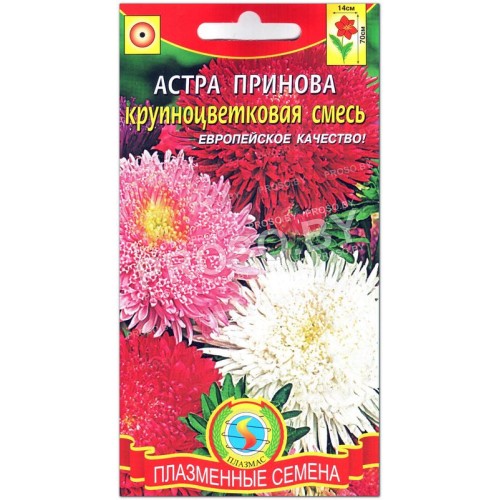 Астра крупноцветковая Принова, смесь