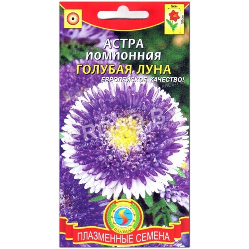 Астра помпонная Голубая луна-1