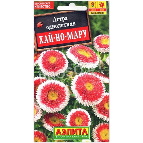 Астра помпонная Хай-но-Мару