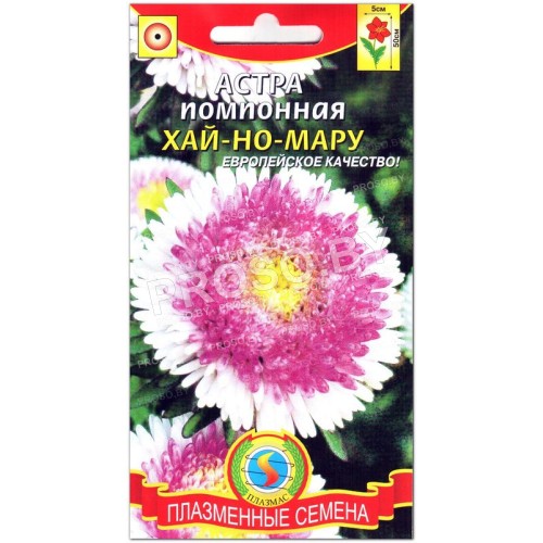 Астра помпонная Хай-но-Мару-1