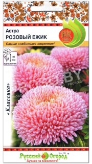 Астра Розовый ежик