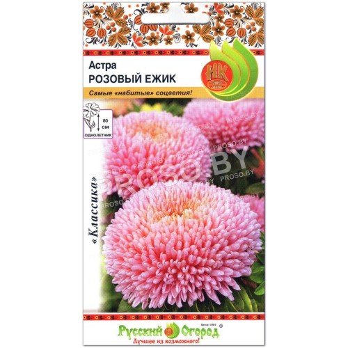 Астра Розовый ежик