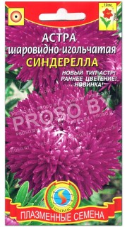 Астра шаровидно-игольчатая Синдерелла