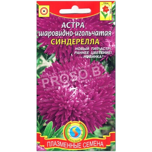 Астра шаровидно-игольчатая Синдерелла