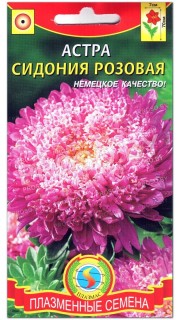 Астра Сидония розовая