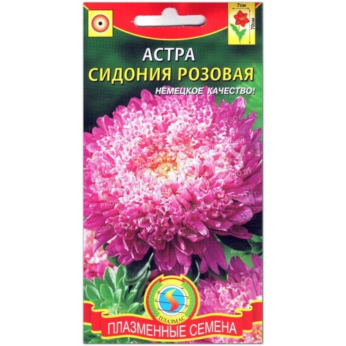 Астра Сидония розовая