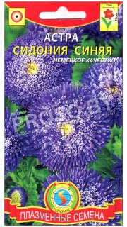 Астра Сидония синяя