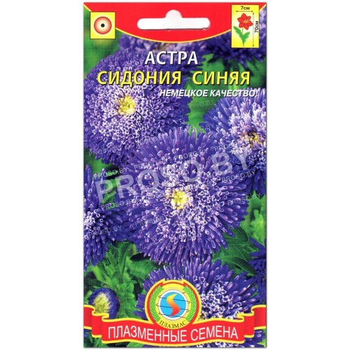 Астра Сидония синяя