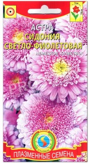 Астра Сидония светло-фиолетовая