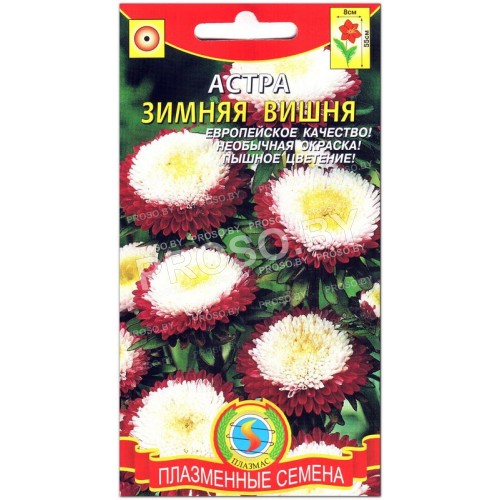 Астра Зимняя вишня-1