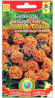 Бархатцы Королева София