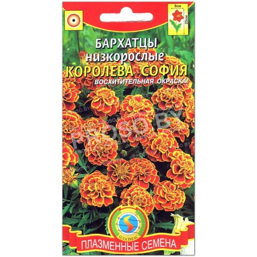 Бархатцы Королева София
