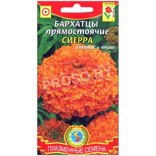 Бархатцы прямостоячие Сиерра