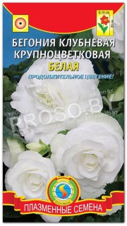 Бегония клубневая Белая
