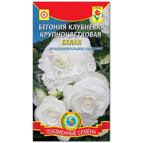 Бегония клубневая Белая
