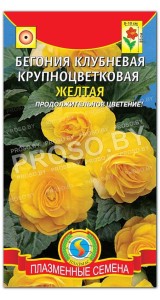 Бегония клубневая Желтая