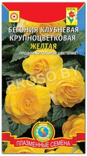 Бегония клубневая Желтая