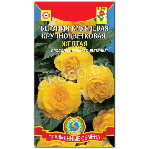 Бегония клубневая Желтая