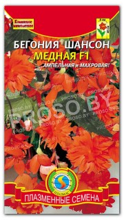 Бегония Шансон медная F1