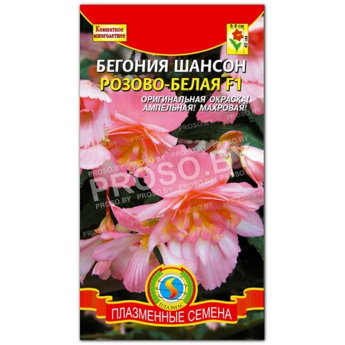 Бегония Шансон розово-белая F1