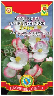 Бегония вечноцветущая Лучик F1