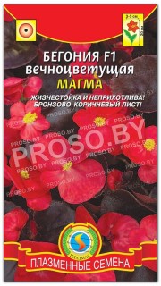 Бегония вечноцветущая Магма F1