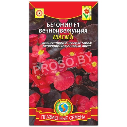 Бегония вечноцветущая Магма F1