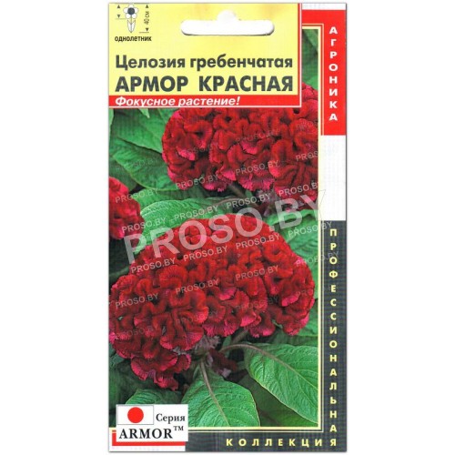 Целозия гребенчатая Армор красная