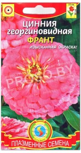 Цинния георгиновидная Франт