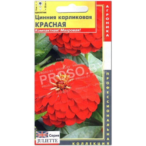Цинния карликовая Красная