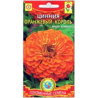 Цинния Оранжевый король