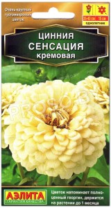 Цинния Сенсация кремовая