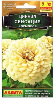 Цинния Сенсация кремовая