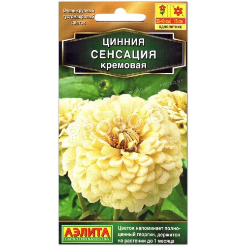 Цинния Сенсация кремовая