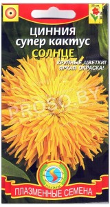 Цинния супер кактус Солнце