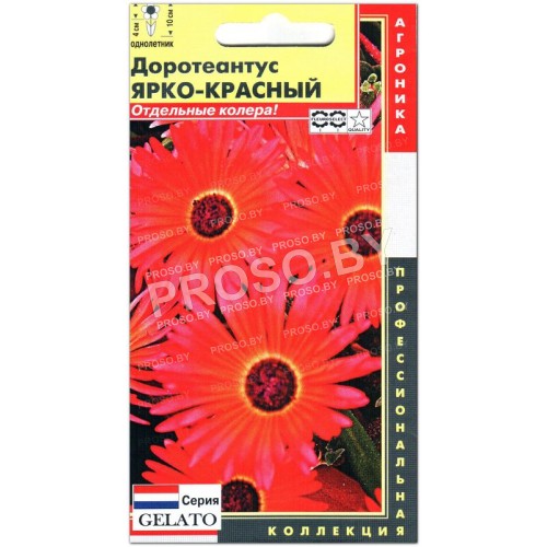 Доротеантус Ярко-красный