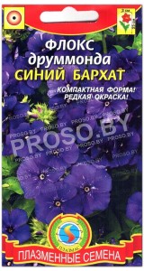 Флокс друммонда Синий бархат