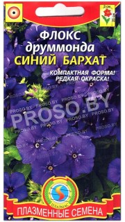 Флокс друммонда Синий бархат