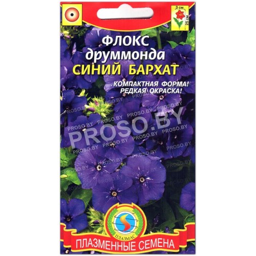 Флокс друммонда Синий бархат