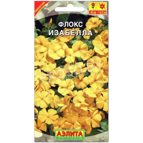 Флокс Изабелла